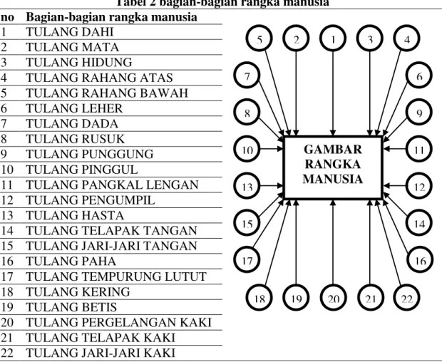 Tabel 2 bagian-bagian rangka manusia  no  Bagian-bagian rangka manusia 