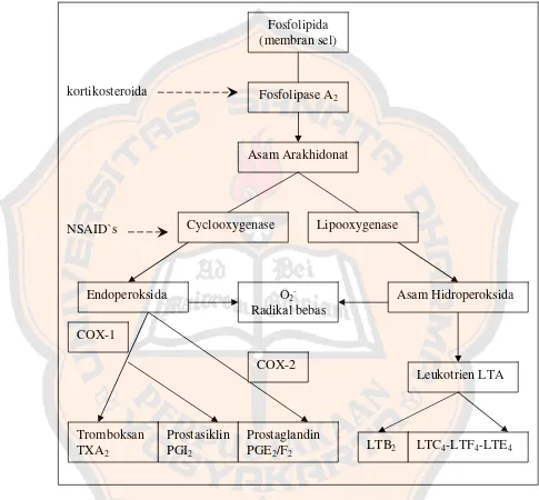 Gambar 4. Diagram perombakan asam arakhidonat menjadi prostaglandin dan leukotrien (Tjay dan Rahardja, 2002)