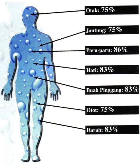 Gambar 1. Presentase air dalam organ Tubuh        manusia (Handoyo,2014) 