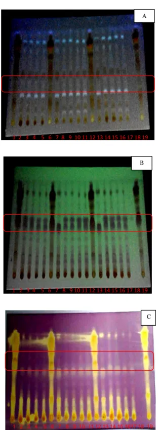 GAMBAR  2.  Profil  zat  aktif  berkhasiat  (alfa  mangosteen)  dibawah sinar UV 254 nm tanpa penampak noda (A), sinar UV  366  nm  (B)  dan  setelah  penyemprotan  dengan  DPPH  (C)  Terdapat  19  noda,  dimulai  dari  kiri:  pembanding  (isolat)  (1),  f