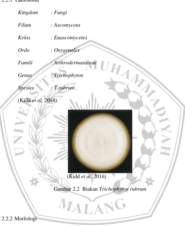 Gambar 2.2  Biakan Trichophyton rubrum 
