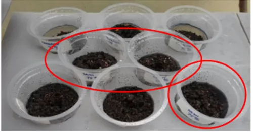 Gambar 12. Variasi prosetase 75% Bottom Ash pada  tanaman Kangkung (Brassica rapa var)