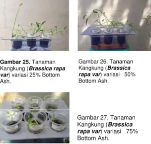 Grafik 9.Grafik umur pada tanaman Kangkung  (Brassica rapa var). 
