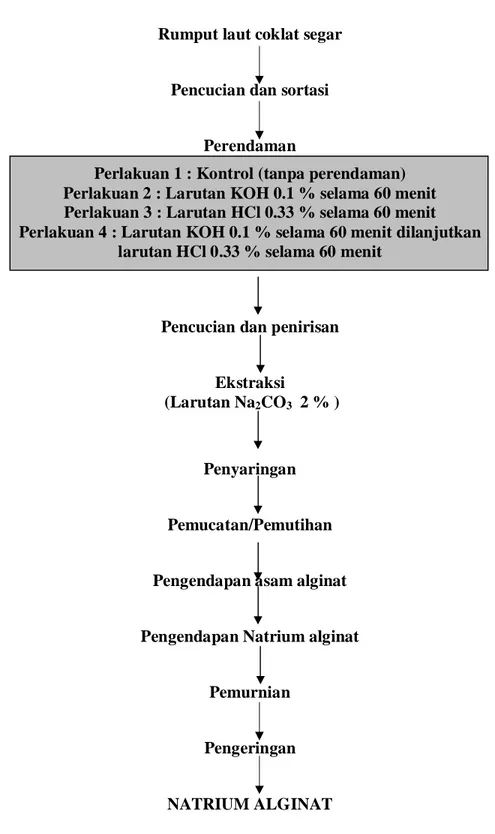 Gambar 1. Diagram alir ekstraksi Natrium alginat dari rumput laut coklat                (Yunizal et al., 1999)