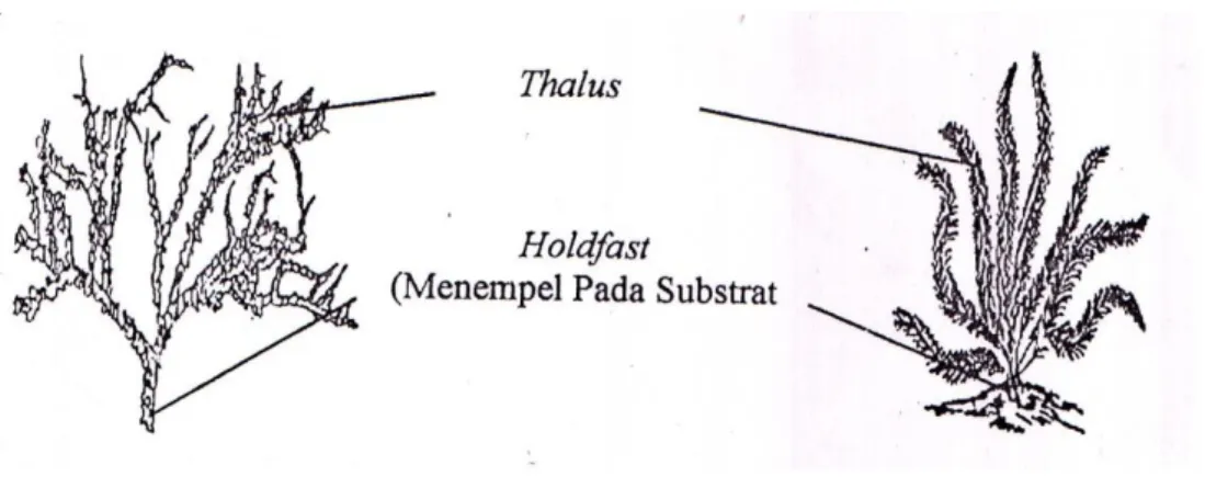 Gambar 1. Morfologi Rumput Laut (Afrianto dan Liviawati, 1993) 