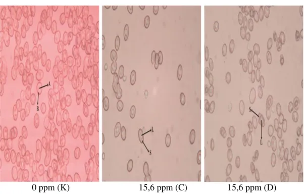 Gambar 1.  Sel  Darah  Merah  Ikan  Patin  Siam  (Pangasius  hypopthalmus)  Pada  Konsentrasi 0 ppm (K); 15,6 ppm (C) dan 39 ppm (D)