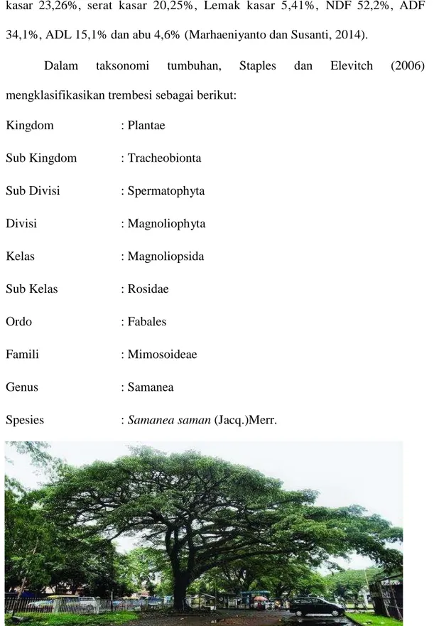Gambar 1. Pohon Trembesi (Samaena saman (jacq.)) (Dahlan, 2010). 