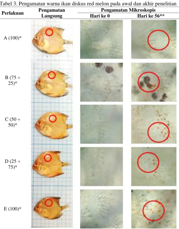 Tabel 3. Pengamatan warna ikan diskus red melon pada awal dan akhir penelitian  Perlakuan  Pengamatan  Langsung  Pengamatan Mikroskopis Hari ke 0  Hari ke 56**  A (100)*  B (75 +  25)*  C (50 +  50)*  D (25 +  75)*  E (100)* 