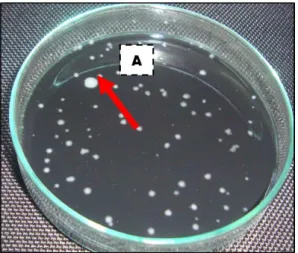 Gambar 1. Koloni Campylobacter sp. dalam media Campylobacter sp.  blood free  selective agar base