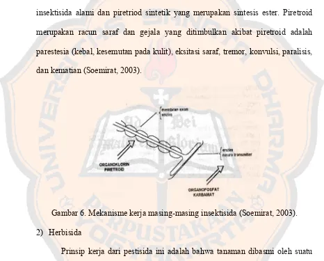 Gambar 6. Mekanisme kerja masing-masing insektisida (Soemirat, 2003). 