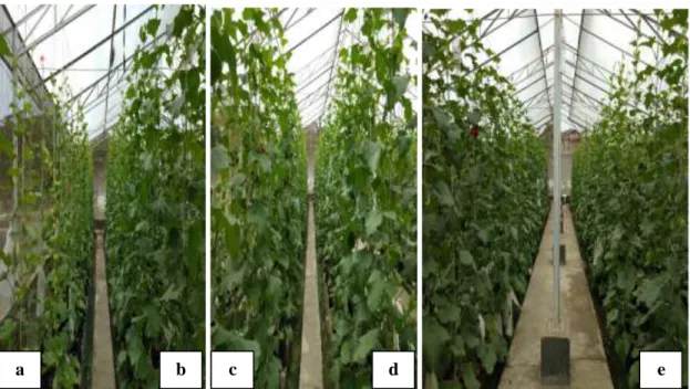 Gambar 2. Penampilan tanaman dilapangan (a) EC 1 mS/cm, (b) EC 2 mS/cm, (c) EC 3 mS/cm, (d)  EC 4  mS/cm, dan EC 5 mS/cm 