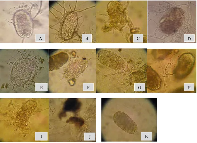 Gambar 2. Telur Nematoda Bengkak Akar (Meloidogyne spp.) terparasit jamur Paecilomyces