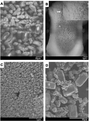 Fig. 2. SEM images of the zeolite composite MMZ with different magniﬁcation (A–C) and physical mixture of Mordenite and ZSM-5 zeolites (D).