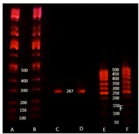 Gambar 2. Hasil Elektroforesis.   A:Marker kappa 0,75µL, B: Marker  kappa 0,5 µL, C: hasil amplifikasi gen  tetL 3 µL, D: hasil amplifikasi gen tetL 5 
