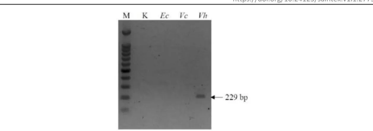 Gambar 5. Batas deteksi Vibrio harveyi dengan metode ekstraksi DNA thermal lysis (a) dan  Chen &amp; Kuo (b)