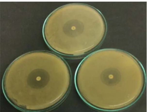 Gambar  1.  Uji bakteri resisten merkuri  terhadap antibiotik siprofloksasin dengan 3 kali  pengulangan 