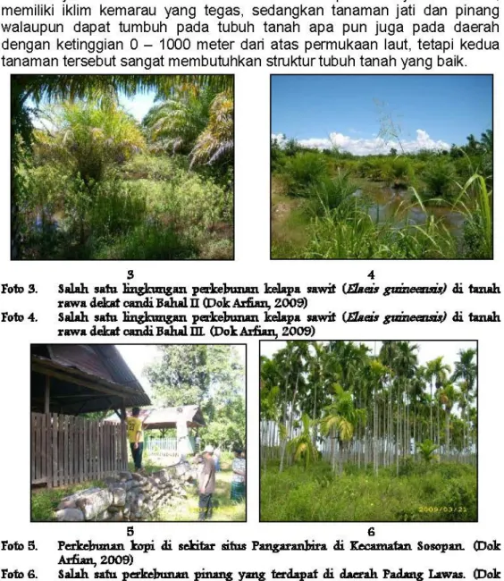 Foto S.  Sal.ah satu  :li:ngk,mgan  perkebu.nan  kelapa  sawit  (E/Jleu  guineem,ia) di tanah  rawa  debt  candi  Bahal ll  (Dok  .Arfum,  2009) 