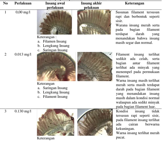 Tabel 3. Kondisi Morfologi Ingsang Awal Perlakuan dan Akhir Perlakuan Penambahan Minyak Mentah  Pada Ikan Clownfish (Amphiprion percula) 