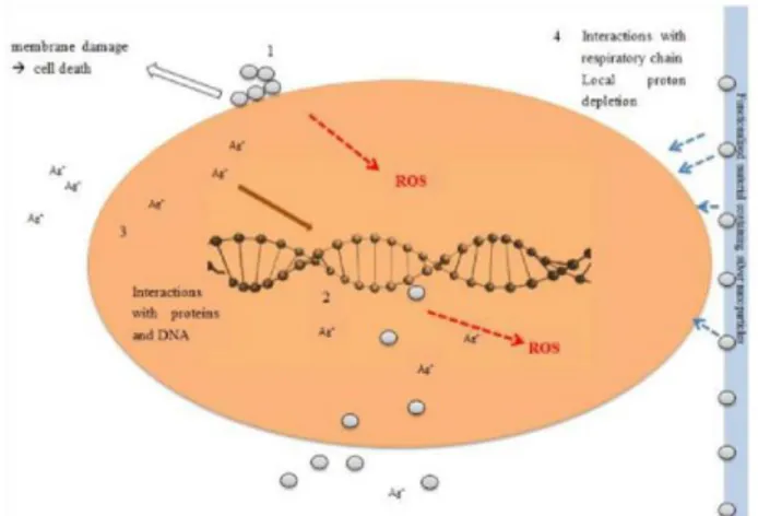 Gambar 2. 5 Mekanisme inhibisi ion Ag +   pada sel bakteri.  