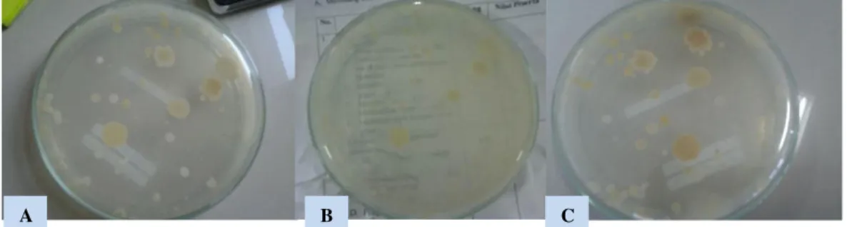 Gambar 1. Isolasi bakteri Limbah cair tahu  dari ketiga sampel  dengan   pengenceran  10 4  