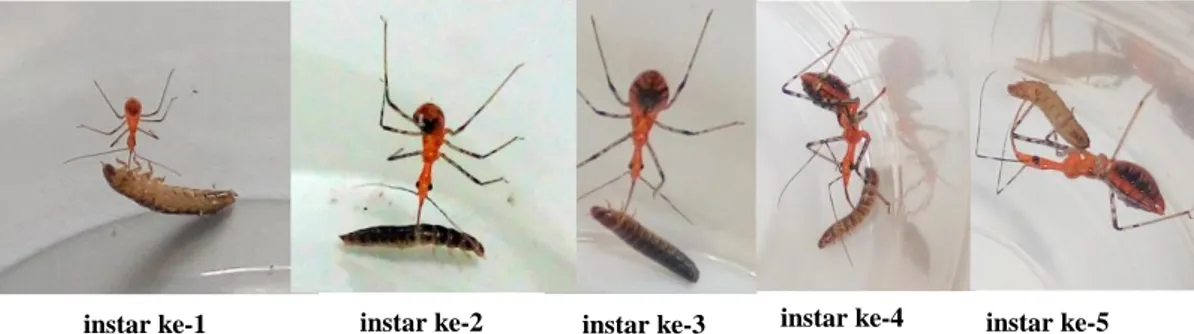 Gambar 2. Nimfa S. annulicornis instar ke–1 hingga instar ke–5 yang memangsa larva A.diaperinus 