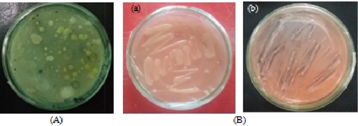 Gambar 3. A. Hasil isolasi bakteri R YEMA; B. Uji CR : ( Sifat  dan  Karakter  Bakte Karakterisasi  mikroskopik  yan pada  semua  isolat  Rhizobia  m bahwa  bakteri  bersifat  Gram  ne berbentuk  batang  dan  tidak  endospora (Gambar 3)