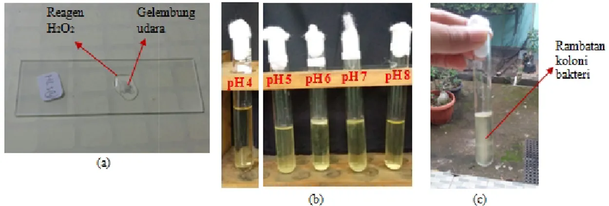 Gambar 5. (a)  Kemampuan  Rhizobia  unt menginfeksi tanaman, dan menam dari  udara  bebas  dipengaruhi  ol lingkungan,  termasuk  pH  ta penelitian  menunjukkan  semua  mampu tumbuh pada pH 4 secara mampu tumbuh pada pH 5, 6, 7,  2)