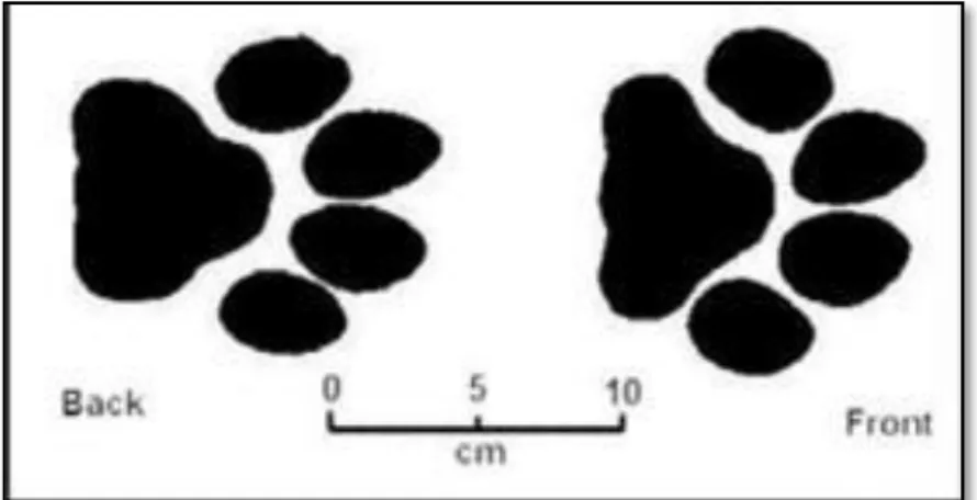 Gambar 2. Bentuk jejak kaki macan tutul ( Van Strien (1983))