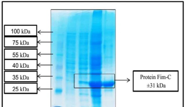 Gambar  2.  Hasil  Karakterisasi  SDS-PAGE  Protein  Fim-C S. typhimurium. Lajur 1: Protein marker 10 µL; 