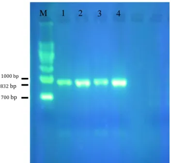 Tabel 1. Matriks perbedaan nukleotida (765 nukleotida) gen 16S rRNA dengan program  MEGA 5.05  Nama  1  2  3  4  5  6  7  8  9  10  11  12  P.m