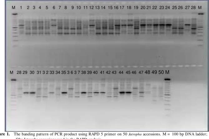 Figure 1.    The banding pattern of PCR product using RAPD 5 primer on 50  Jatropha  accessions