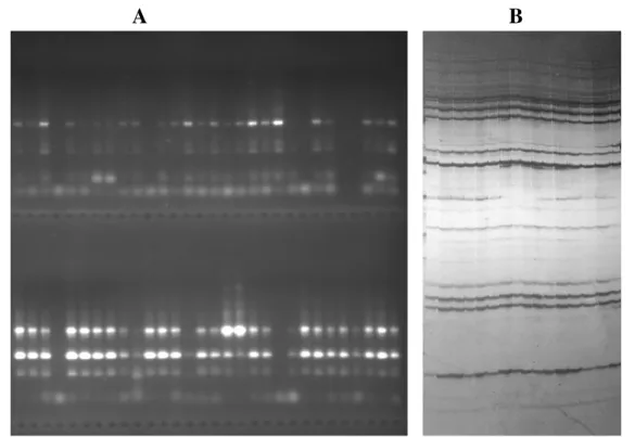 Figure 3 . SRAP banding pattern from various Jatropha accessions obtained using two different primer combinations when run on  agarose gel (dark gel with bright DNA bands) (panel A) compared with the banding pattern on polyacrylamide gel  electrophoresis s