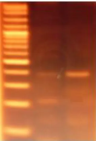 Gambar 1 Pola Pita DNA Tanaman Jarak Pagar Nomor Persilangan 18 (lajur 1), 5 (lajur 2), Hasil PCR  Menggunakan Primer Gen CpTI 