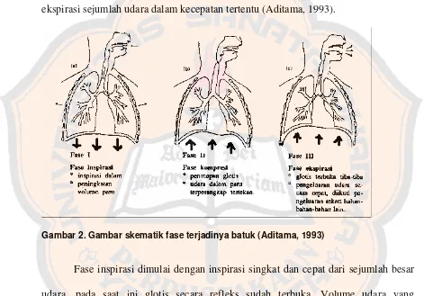 Gambar 2. Gambar skematik fase terjadinya batuk (Aditama, 1993) 