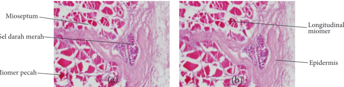 Gambar 4 Struktur jaringan daging (a) dan kulit (b) ikan kakap merah segar(b)