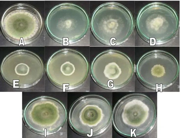 Gambar  8.  Perbandingan  pengamatan  makroskopis  koloni  Jamur  Trichoderma  sp  A.  Kontrol