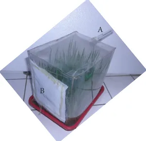 Gambar 1.  Kotak ‘plastik’ (ukuran 14 cm x 18,5 cm  x 18,5 cm) yang terbuat dari plastik mika  (tebal 0,6 mm) dan bibit padi Cisadane  berumur 1 minggu dalam baki plastik