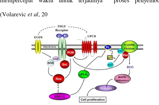 Gambar 2.1. TNF-α PDGF Pathway (Kayali et al, 2005) 