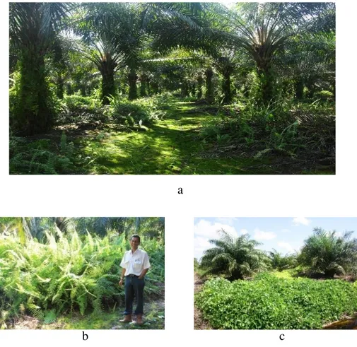 Gambar  3.  Perbaikan  iklim  mikro,  melalui:  (a)  pengaturan  peletakkan  pelepah;  (b)  penanaman  tanaman  pakisan  sebagai  penambah  bahan  organik;  (c)  Penamanaman LCC Mucuna Bracteata pada saat TBM