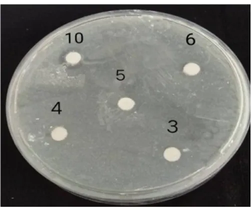 Gambar 2. Zona hambat rutin terhadap bakteri Escherichia coli 