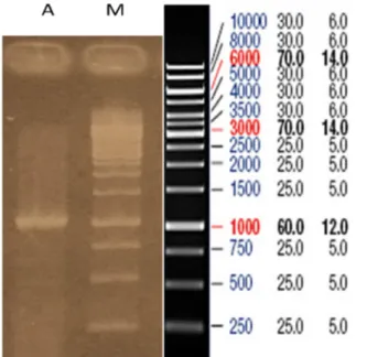 Gambar 1. Elektroferogram hasil purifikasi produk PCR. (M= DNA Ladder 1 kb, A= hasil purifikasi, 1049 bp).