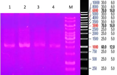 Gambar 3. Elektroferogram hasil isolasi plasmid. (M=