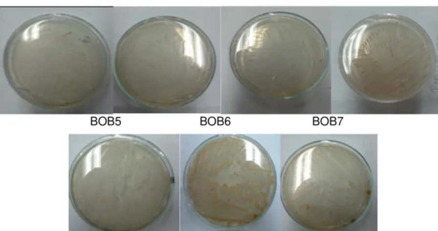 Gambar 1. Isolat bakteri yang berasal dari tanah sawah  memiliki 7 strain (BOB1, BOB2, BOB3,    BOB4, BOB5, BOB6, dan BOB7)