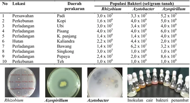 Tabel 2.  Populasi Rhizobium, Azotobacter dan Azospirillum pada perakaran tanaman  