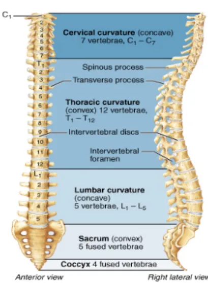 Gambar 1. Bentuk Normal Tulang Belakang  C.  Hipermobilitas Sendi 