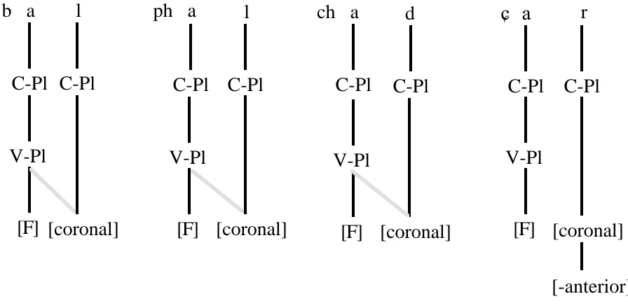 Figure 7. Coronal Assimilation