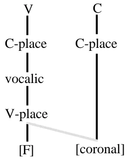 Figure 3. Coronal Assimilation