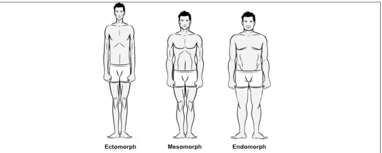 Gambar 1. Ilustrasi Tipe Badan. Sumber: http://www.muscleandstrength.com/articles/body- http://www.muscleandstrength.com/articles/body-types-ectomorph-mesomorph-endomorph.html 