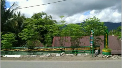 Gambar 1. Tanaman kelor sebagai tanaman penghijauan depan rumah (Foto: Wahyudi, 2017)  