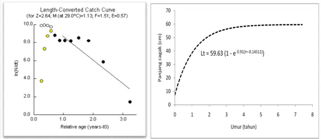Gambar 6. Pendugaan laju kematian total ( Z) dan kurva pertumbuhan tongkol komo berdasarkan formula Von Bertalanffy